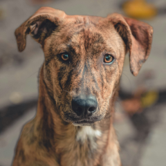 Cão à espera de adoção
