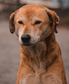 Cão à espera de adoção