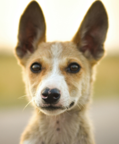 Cão à espera de adoção