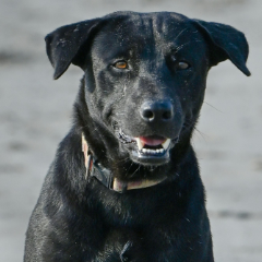Cão à espera de adoção