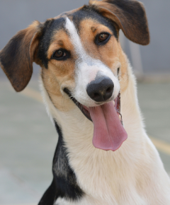 Cão à espera de adoção