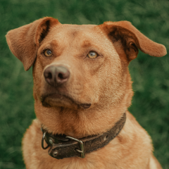 Cão à espera de adoção