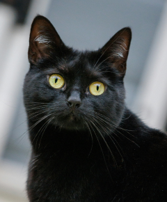 Gato à espera de adoção