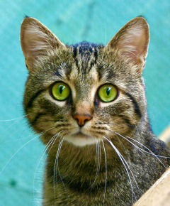 Gato à espera de adoção