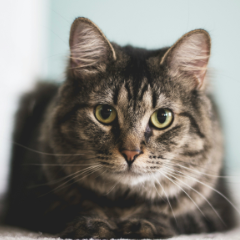 Gato à espera de adoção