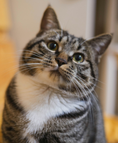Gato à espera de adoção