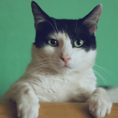 Gato à espera de adoção