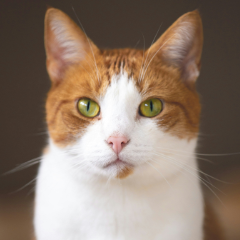 Gato à espera de adoção