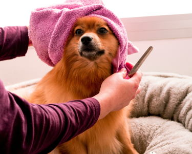 Cão a ser tosado com cuidado por uma groomer