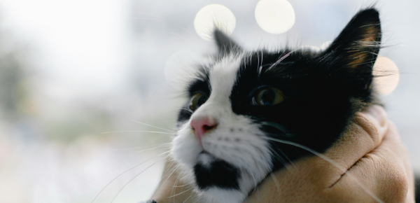 Gato a ser examinado com cuidado por um profissional