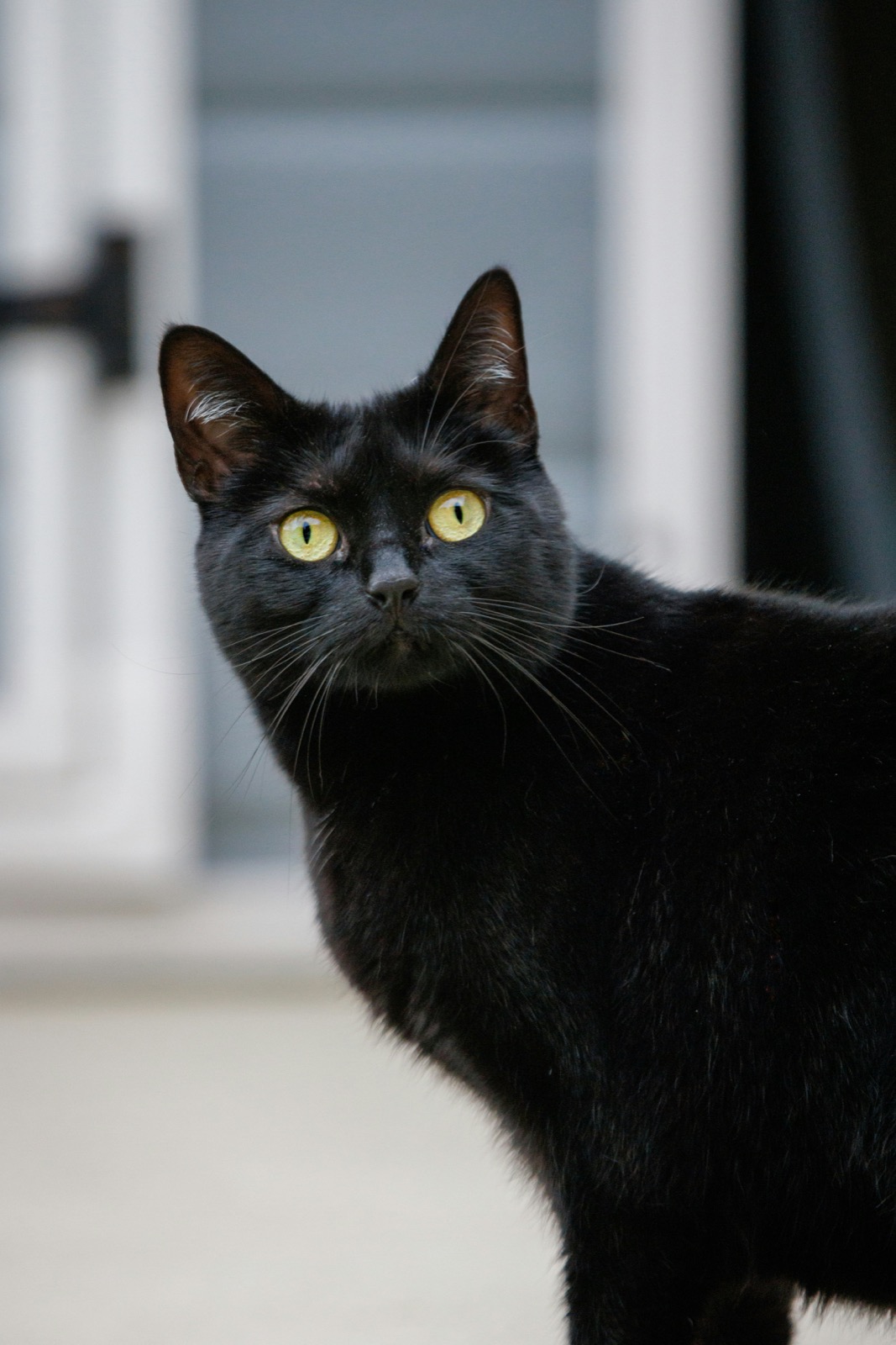 Gato à espera de adoção