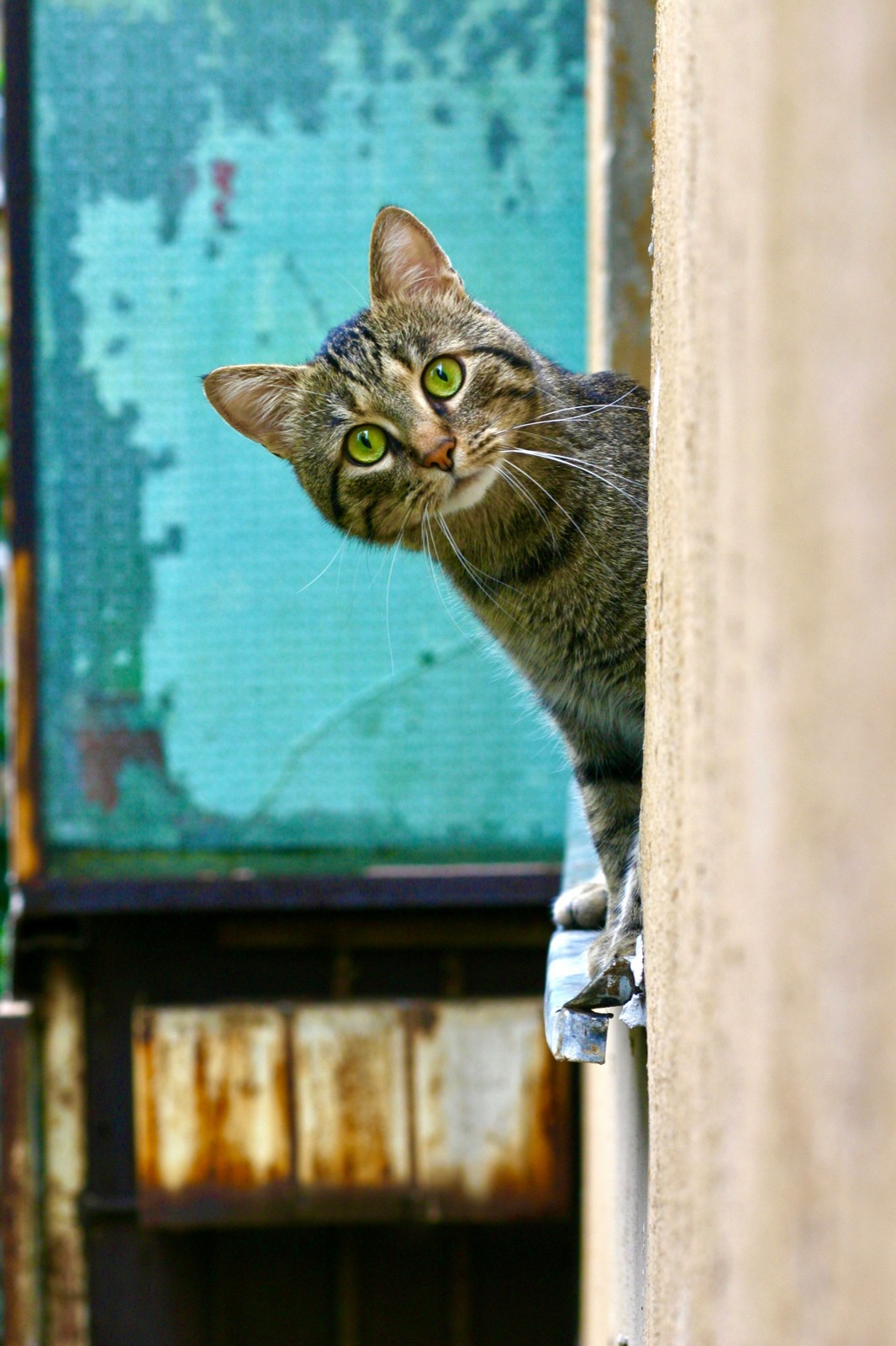 Gato à espera de adoção