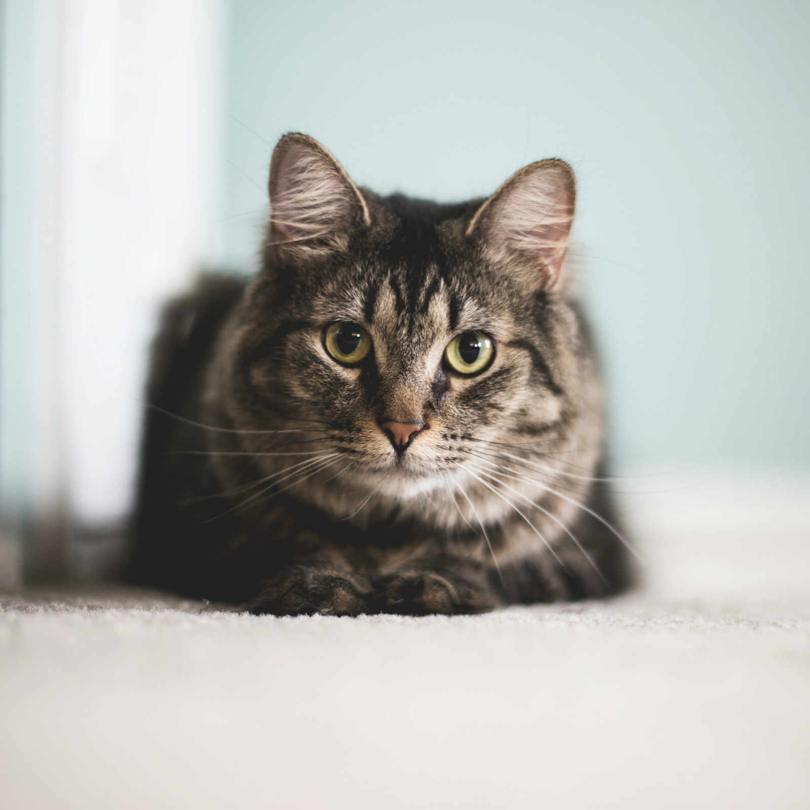 Gato à espera de adoção