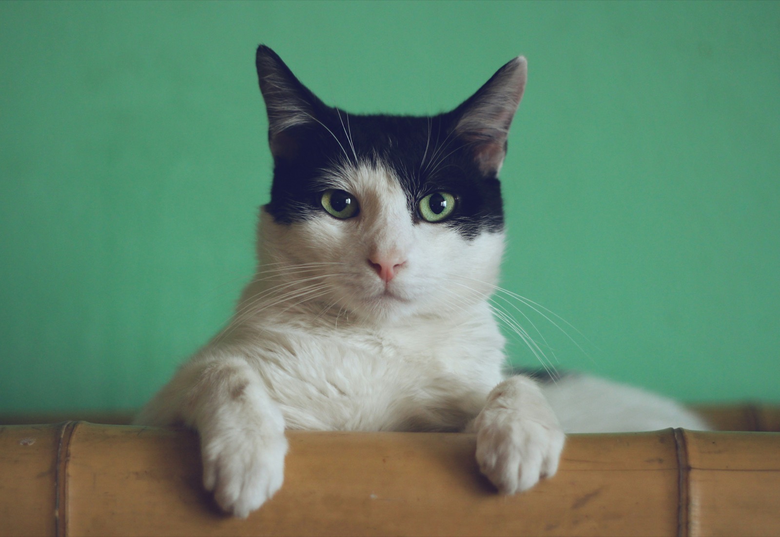 Gato à espera de adoção