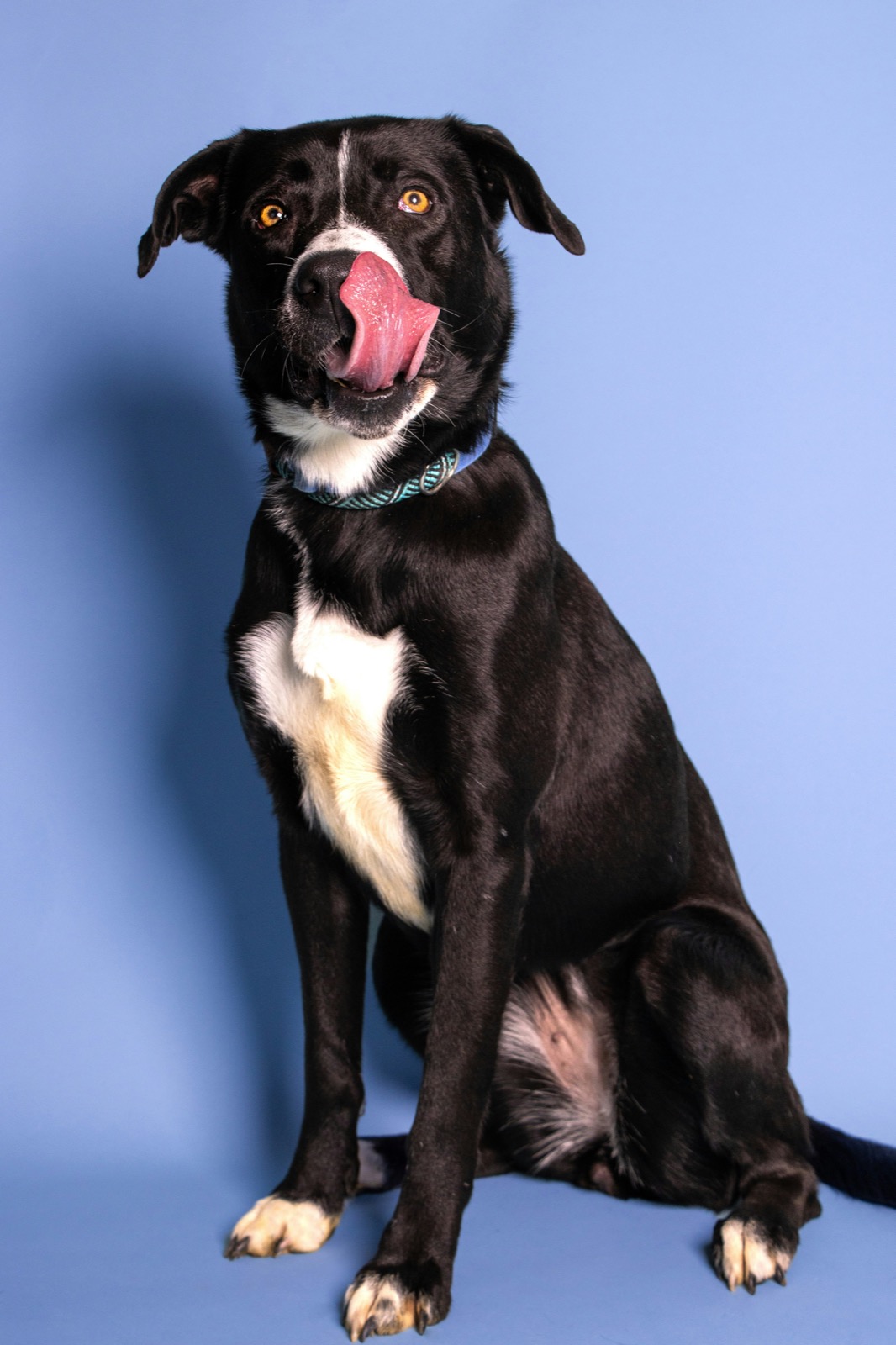 Cão à espera de adoção