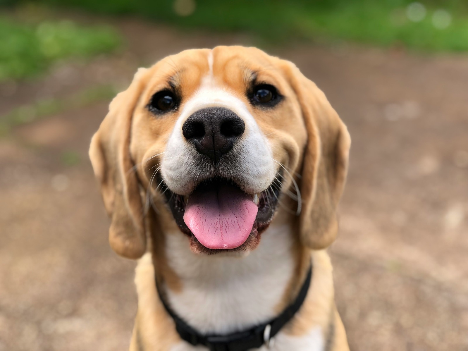 Cão à espera de adoção