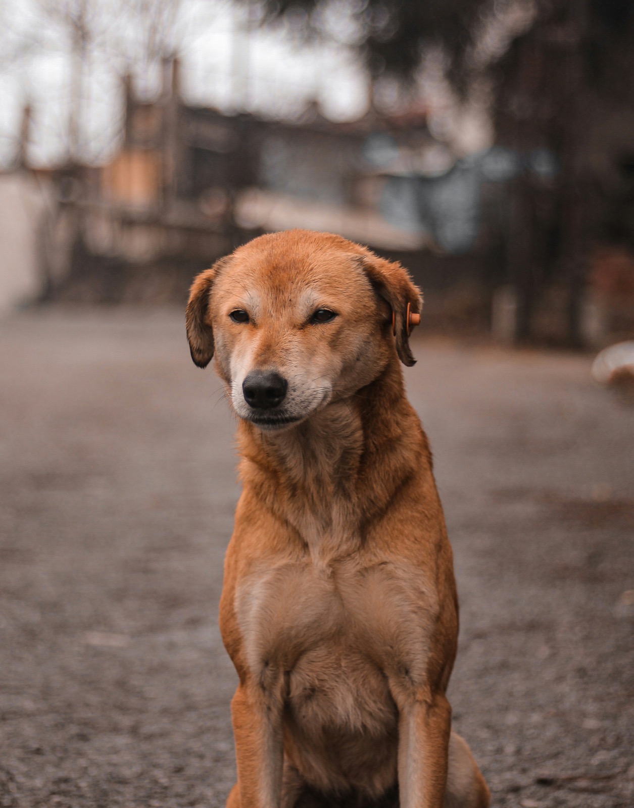 Cão à espera de adoção