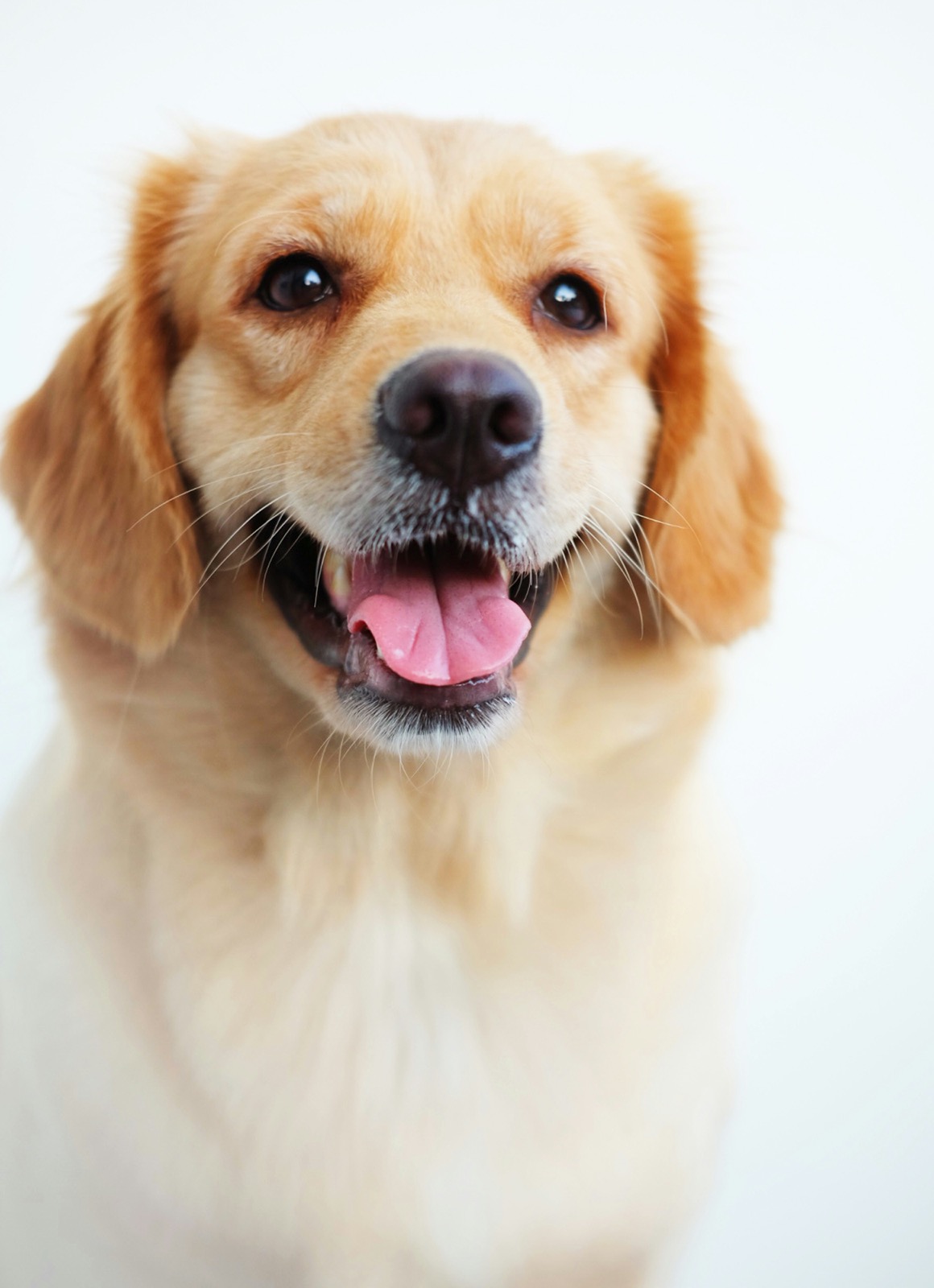 Cão à espera de adoção