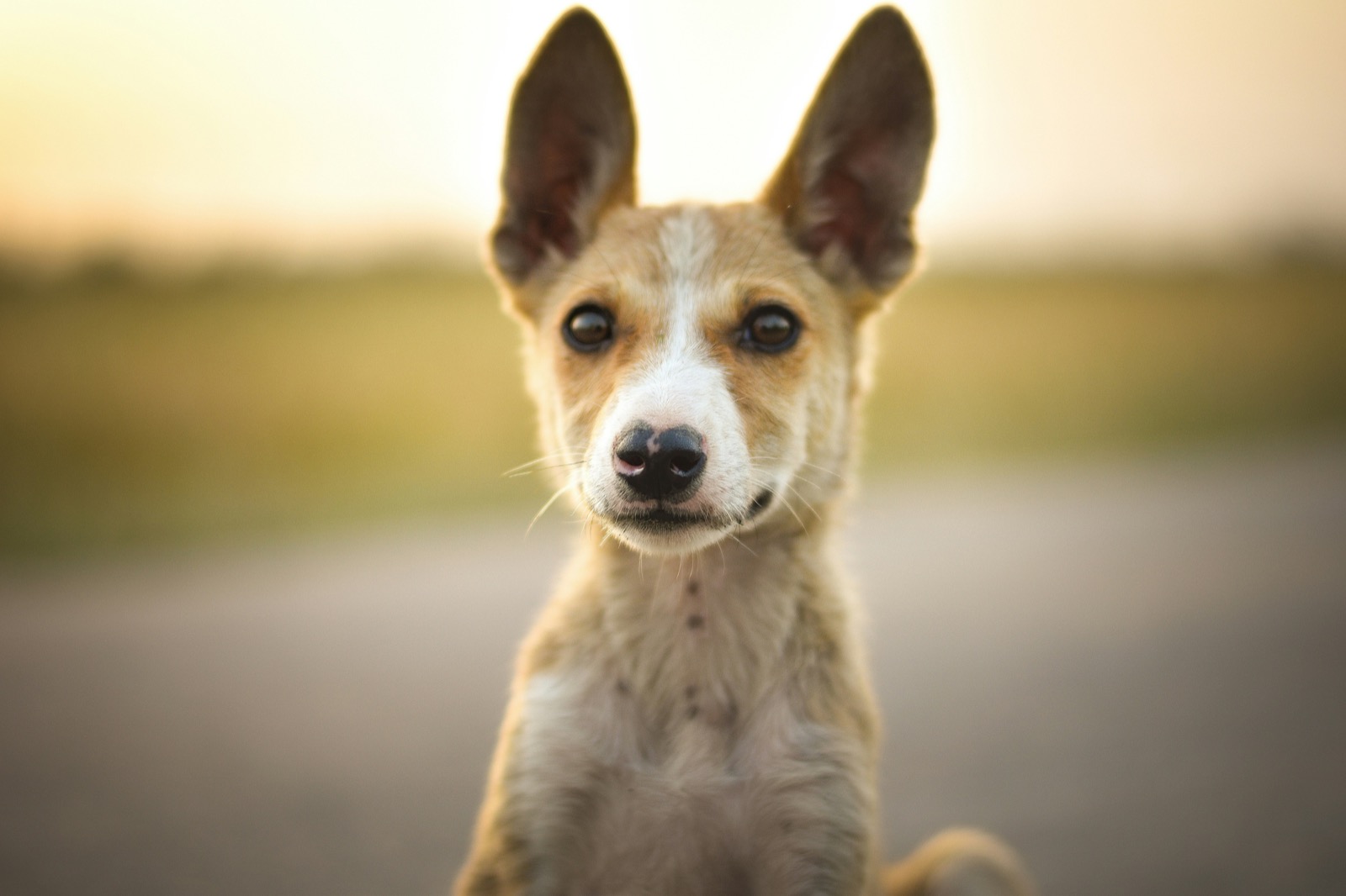 Bolinha, cão para adoção