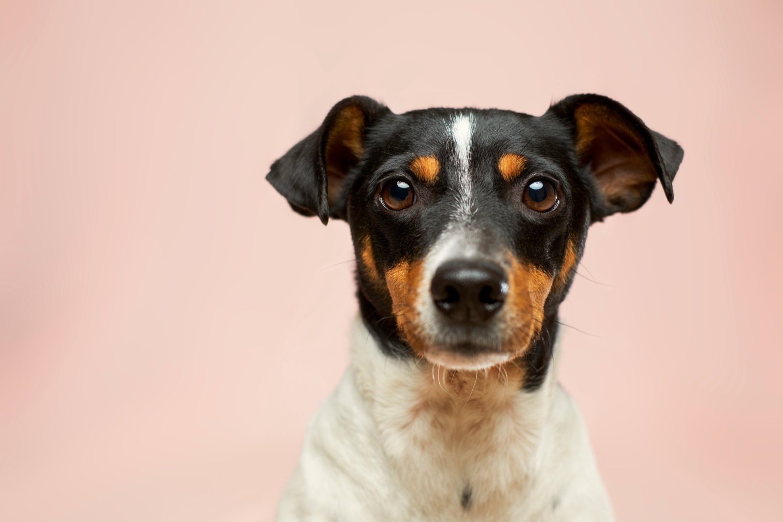 Cão à espera de adoção