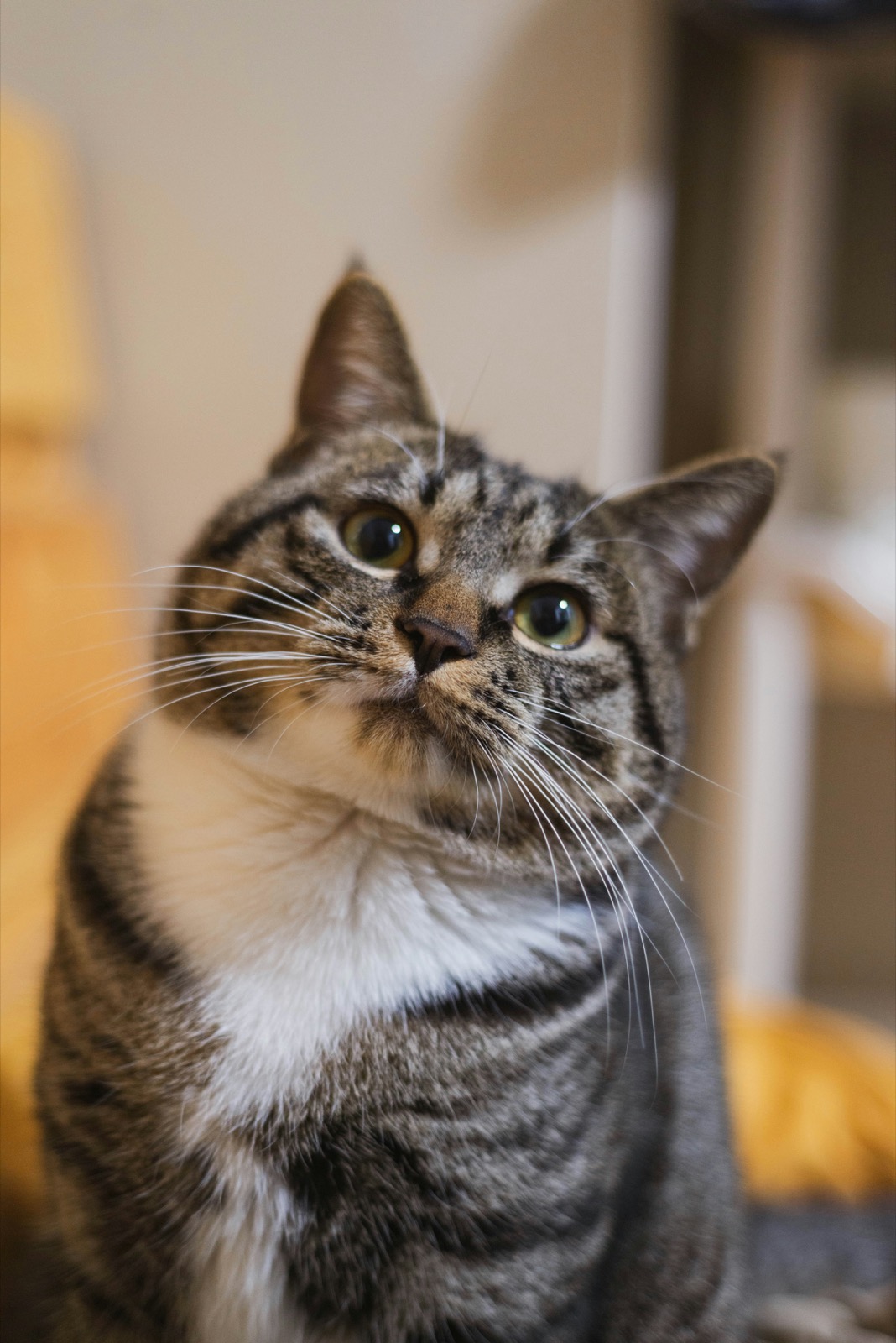 Mia, gata para adoção