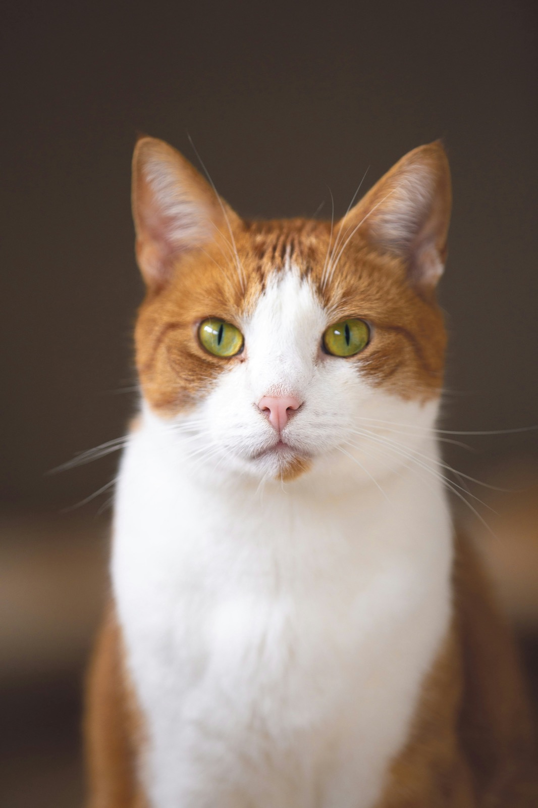 Gato à espera de adoção